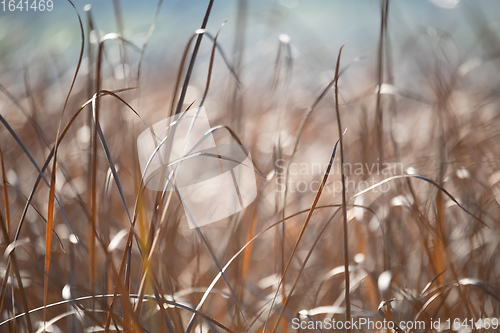 Image of orange reeds blowing in the wind.