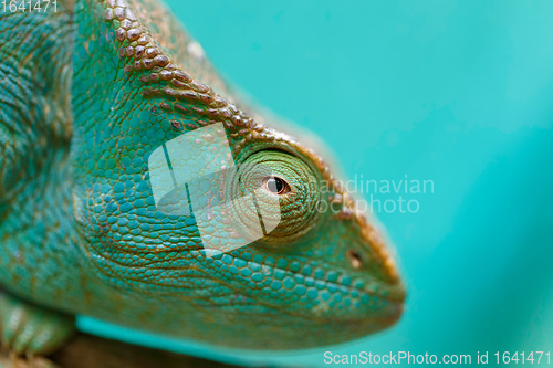 Image of Parson\'s chameleon, Madagascar Wildlife