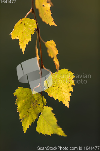 Image of beautiful autumn yellow birch leaves