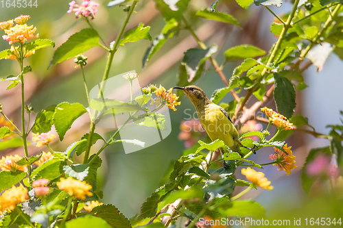 Image of Olive-backed Sunbird with flower, Ethiopia wildlife
