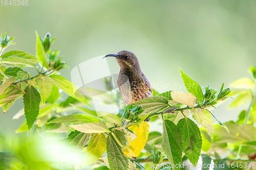 Image of Tacazze Sunbird perched on tree Ethiopia wildlife