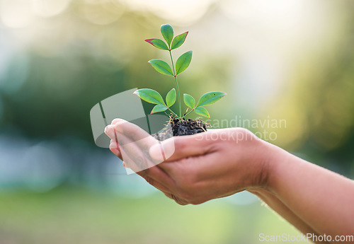 Image of Earth day, nature plant and hands of woman with new tree life, green leaf or support agriculture sustainability growth. Fertilizer soil, dirt or environment charity volunteer with sustainable sapling