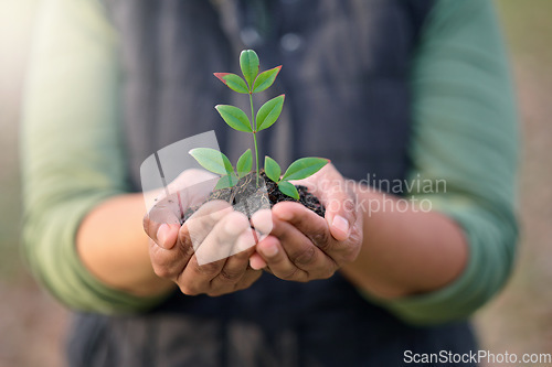 Image of Earth day, nature plant or hands of person with new tree life, green leaf or support agriculture sustainability growth. Fertilizer soil, dirt or environment charity volunteer with sustainable sapling