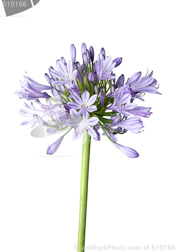 Image of Agapanthus blue on white background