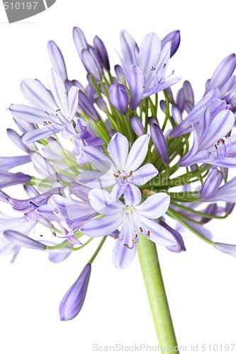 Image of Agapanthus - African Lily