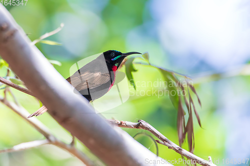 Image of Scarlet-chested sunbird, Chalcomitra senegalensis, Ethiopia