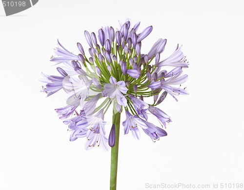 Image of Agapanthus 