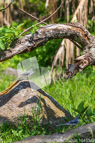 Image of bird mountain wagtail Ethiopia Africa wildlife