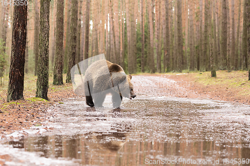Image of brown bear in winter forest, European wildlife