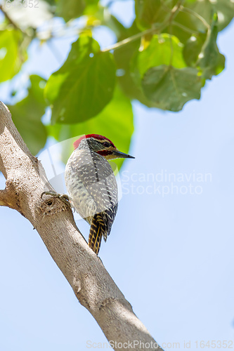 Image of bird Nubian woodpecker Ethiopia Africa safari wildlife