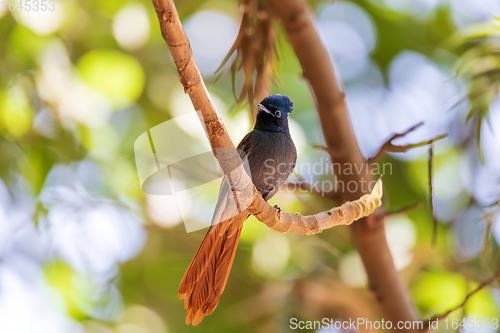 Image of beautiful colored small bird African Paradise Flycatcher