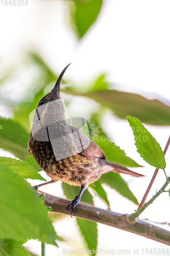 Image of Tacazze Sunbird perched on tree Ethiopia wildlife