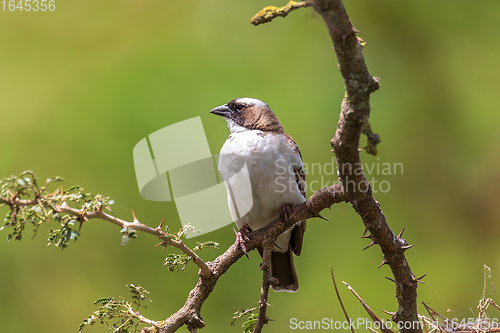 Image of White-browed sparrow-weaver, Ethiopia wildlife