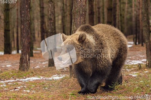Image of brown bear in winter forest, European wildlife