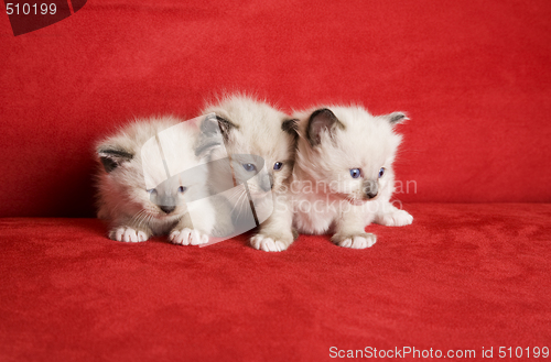 Image of Three Little Kittens