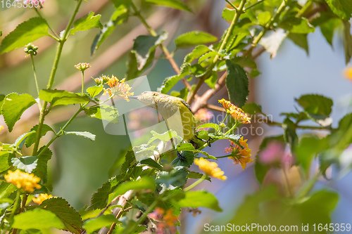 Image of Olive-backed Sunbird with flower, Ethiopia wildlife