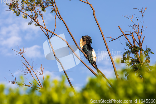 Image of bird, Silvery-cheeked Hornbill, Ethiopia wildlife