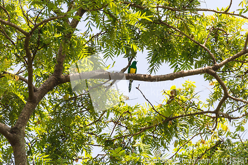 Image of bird African Emerald Cuckoo, Ethiopia wildlife