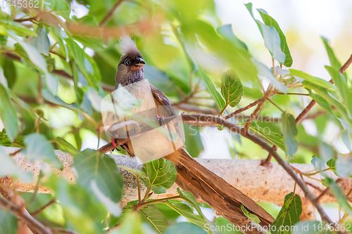 Image of Speckled mousebird, Ethiopia wildlife