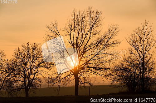 Image of sunset over silhouette of tree, fall season