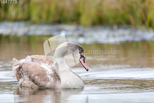 Image of young mute swan morning at the pond