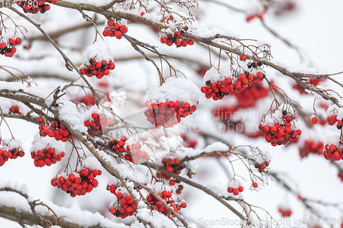 Image of Red Berries on rowan tree covered by snow