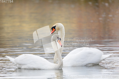 Image of Couple Of Swans Forming Heart on pond