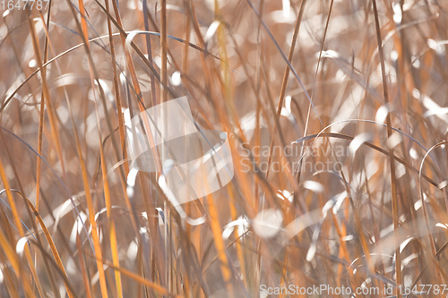 Image of orange reeds blowing in the wind