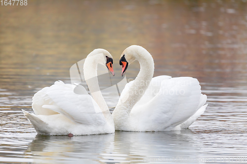 Image of Couple Of Swans Forming Heart on pond