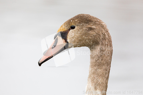 Image of young mute swan morning at the pond