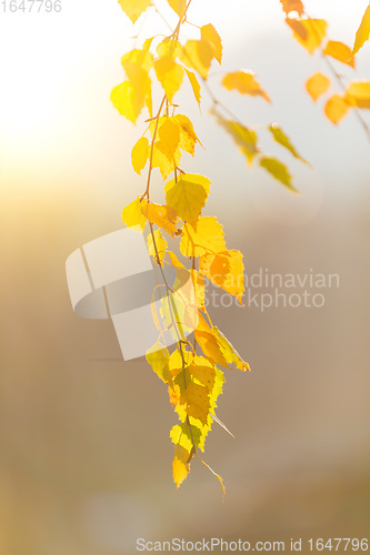Image of beautiful autumn yellow birch leaves background