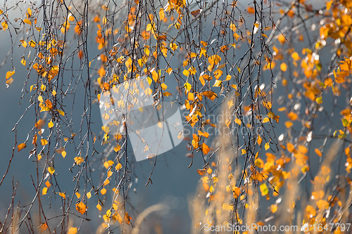 Image of beautiful autumn yellow birch leaves background