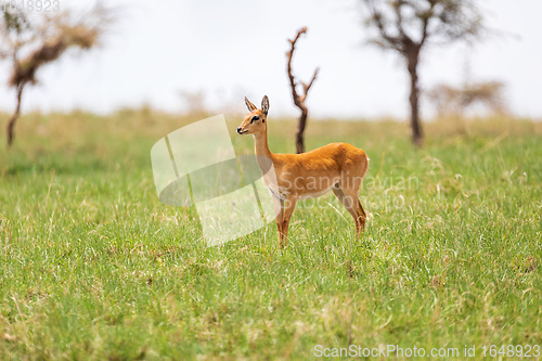 Image of Cute Oribi antelope Ethiopia, Africa wildlife