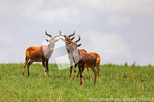 Image of Swayne\'s Hartebeest antelope, Ethiopia wildlife