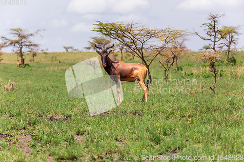 Image of Swayne\'s Hartebeest antelope, Ethiopia wildlife