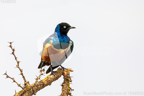 Image of superb Starling bird, Ethiopia Wildlife