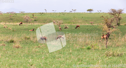 Image of Swayne\'s Hartebeest antelope, Ethiopia wildlife