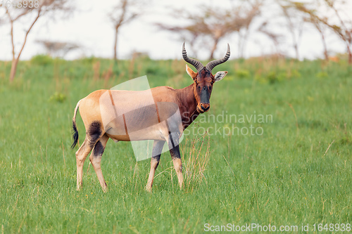 Image of Swayne\'s Hartebeest antelope, Ethiopia wildlife