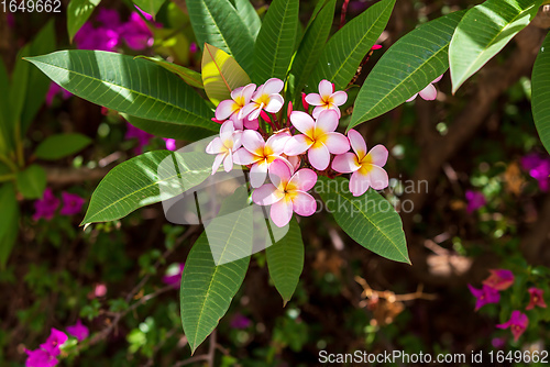 Image of plumeria flower in nature garden