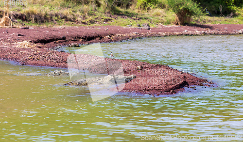 Image of big nile crocodile, Chamo lake Falls Ethiopia