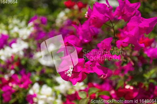 Image of Bougainvillea flowers blooming in the garden