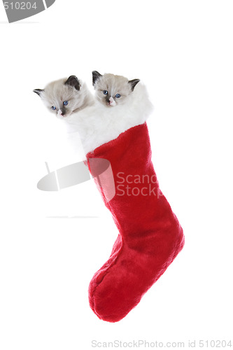 Image of Kittens In A Sock