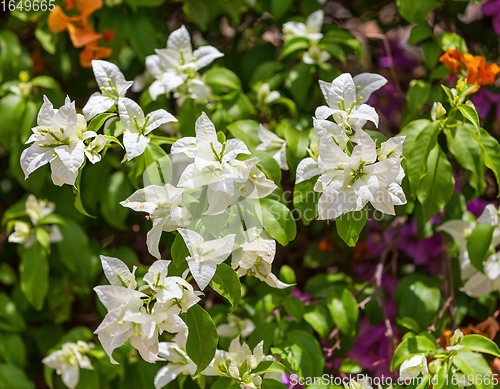 Image of Bougainvillea flowers blooming in the garden