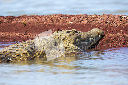 Image of big nile crocodile, Chamo lake Falls Ethiopia