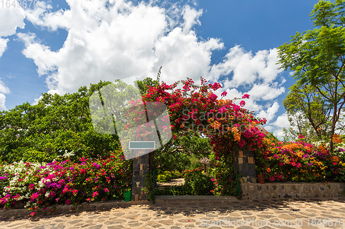 Image of Bougainvillea flowers blooming in the garden