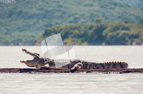 Image of big nile crocodile, Chamo lake Falls Ethiopia