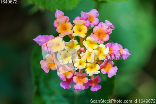 Image of Lantana Camara flowers, Ethiopia Africa