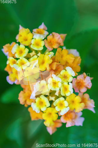 Image of Lantana Camara flowers, Ethiopia Africa