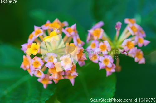 Image of Lantana Camara flowers, Ethiopia Africa