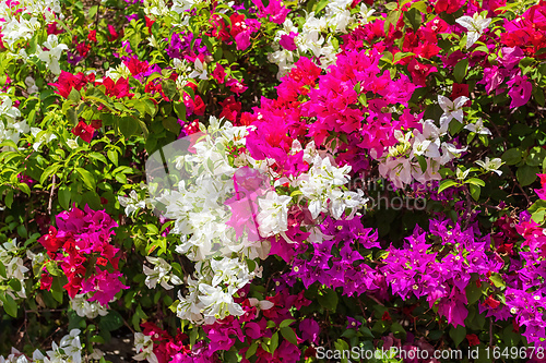 Image of Bougainvillea flowers blooming in the garden